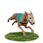 TZ娛樂城白金賽狗